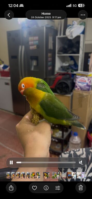 Lovebird bonded pair
