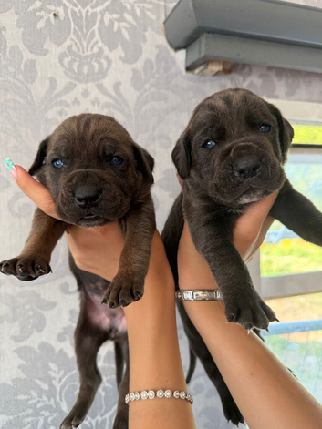 4 stunning cane Corso puppies