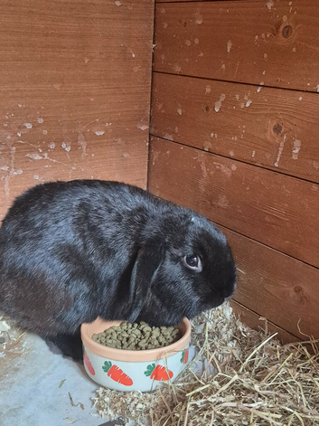 2 black rabbits