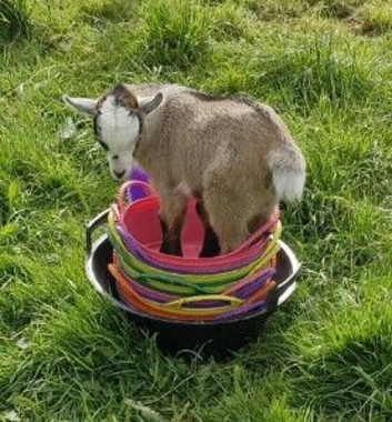 Pygmy Goat Kids PGC Registered