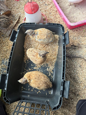 Three male quails