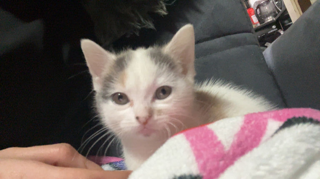 Adorable Playful 4-Month-Old Kitten Looking for a Loving Home