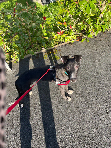 Whippet boy 4 months old