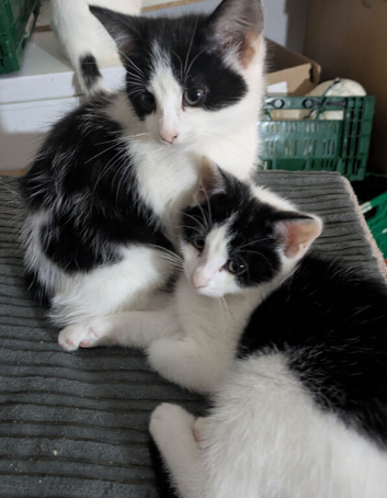 10 weeks old kittens ready to leave