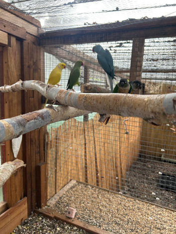 Green male Indian ring neck