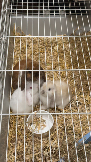 Female mini lops for sale