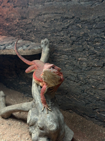 Red Bearded Dragon (Beardie)