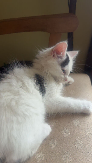 Male kitten