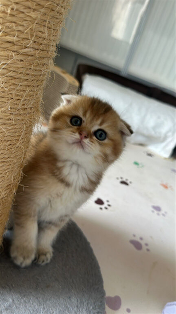 Golden Teddy Bear
