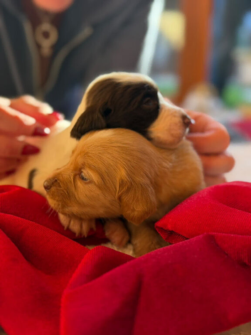 3 week Old Sprocker Spaniel Pups