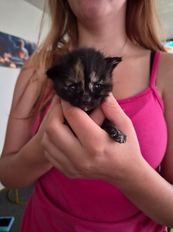 6 kittens for sale