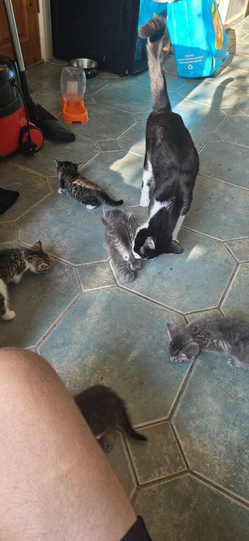 5 beautiful kittens to be home.