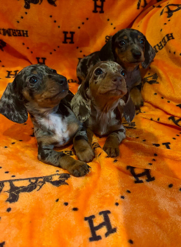 Dachshund puppies