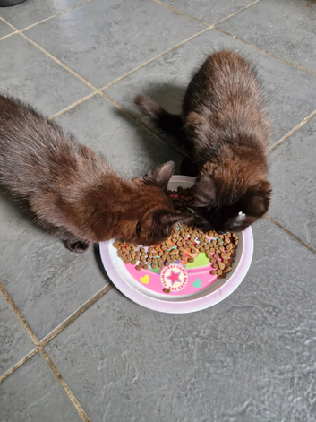 2 female kittens
