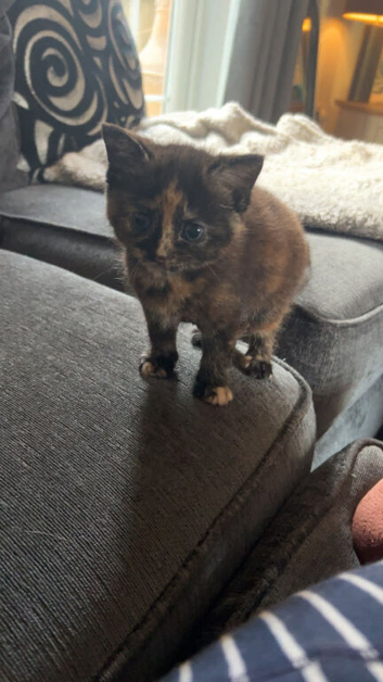 2 tortoiseshell kittens