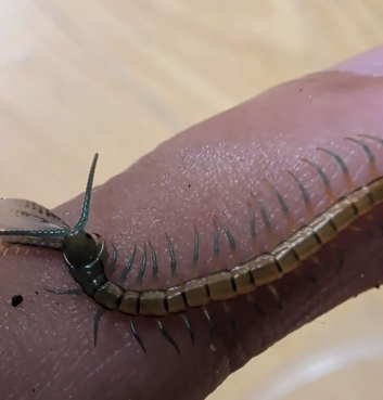 scolopendra subspinipes (Java yellow leg variety )