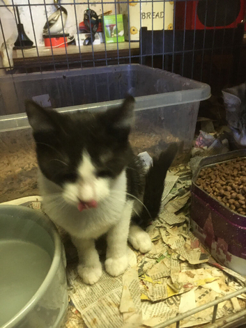 FarmKittens for sale