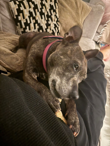 Lovely little girl staffy