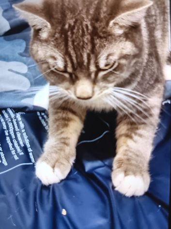 Boy cat all his stuff