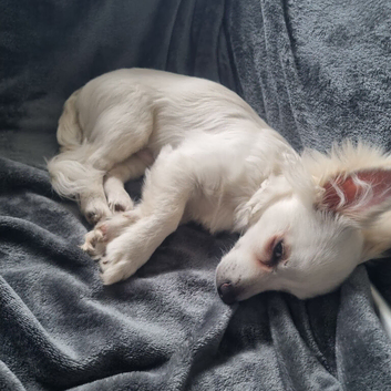 6 month old male Dog for sale