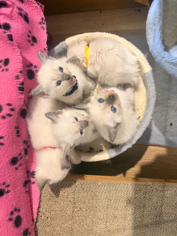 Ragdoll cross Siamese kittens ready for new homes