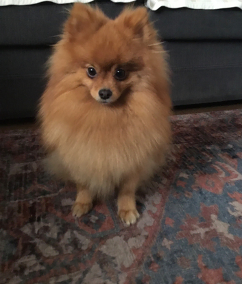 STUD POM Beautiful 2 Year Old XS Pomeranian