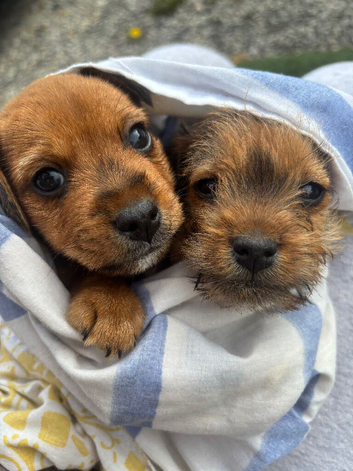 Two beautiful Border terrier x Lakeland terrier boy puppies
