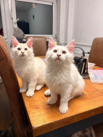 MEET YOUR FUTURE MAINE COON COMPANION