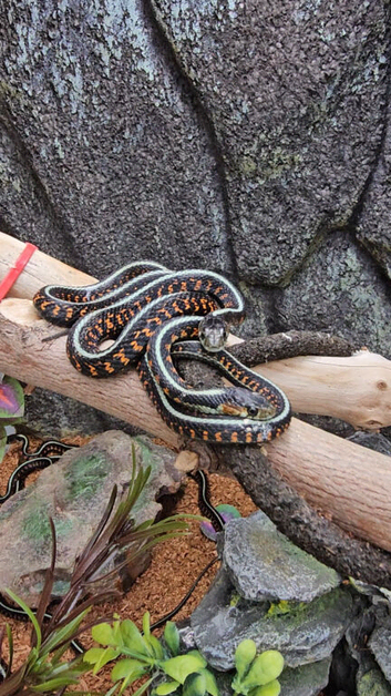 CB26 Red Sided and Oregan Garter Snakes