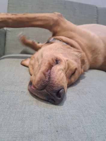 Lovely Labrador Retriever needing new forever home.