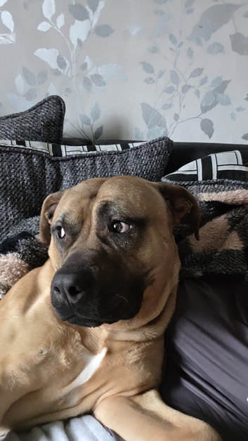Male bullmastiff for stud
