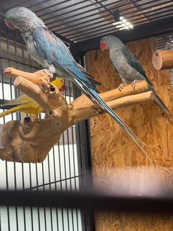 Blue female alexandrine for sale