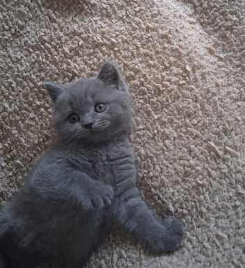 British shorthair kittens