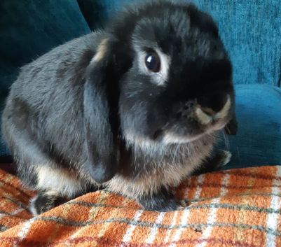 Baby mini lop doe/ girl