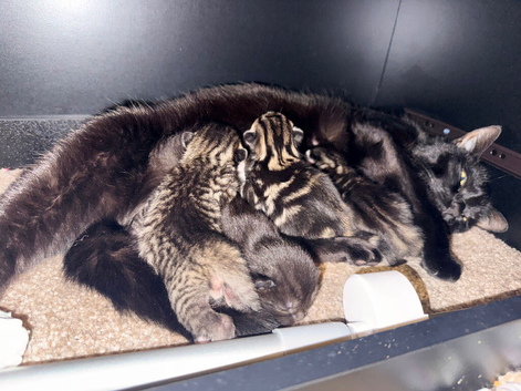 Kittens