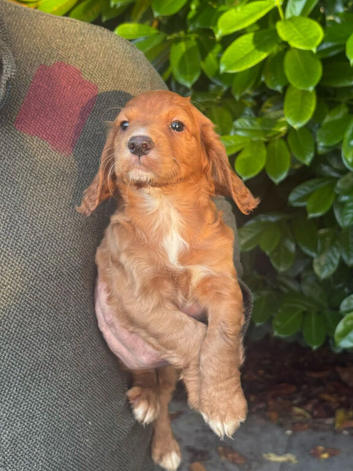 Beautiful Cocker Spaniel Puppies