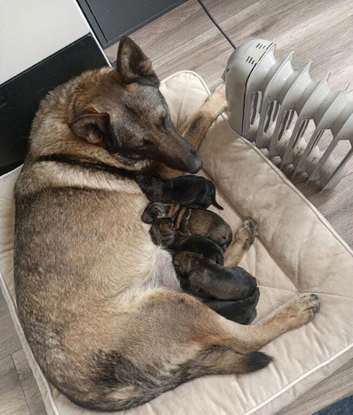 German Shepherd Puppies- Outstanding Quality & Loyal Companions