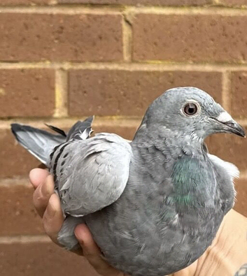 Pair of distnace racers