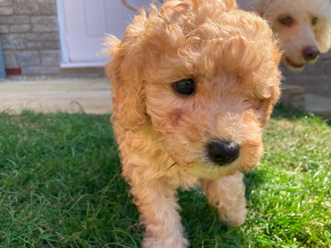 Mini poodle puppies