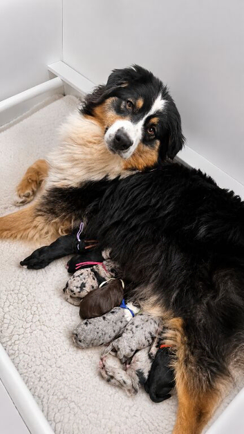 Aussiedoodle F1 Health Tested Parents