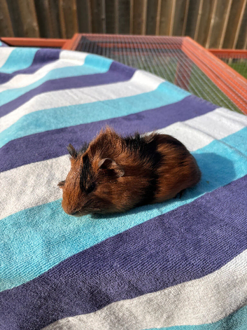 2 Baby Male Guinea Pigs Looking for Forever Home