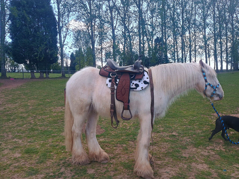 Western saddle