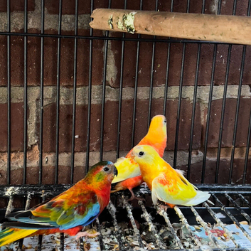 Baby red rumped parrot for sale