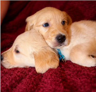Golden Retriever Puppies &ndash; 3 Boys & 3 Girls Available