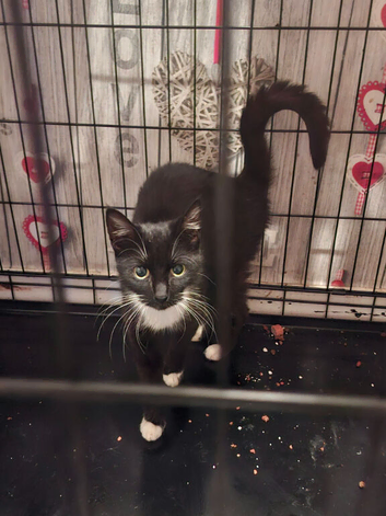 Female black and white cat shadow