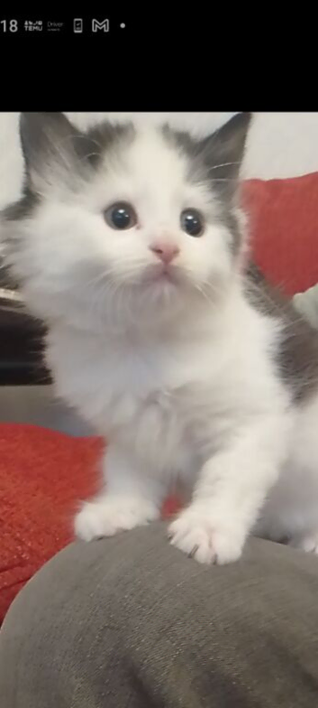 Kittens to go to new home