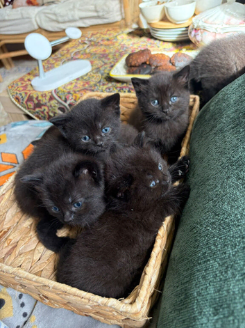 Kittens British short hair mixed