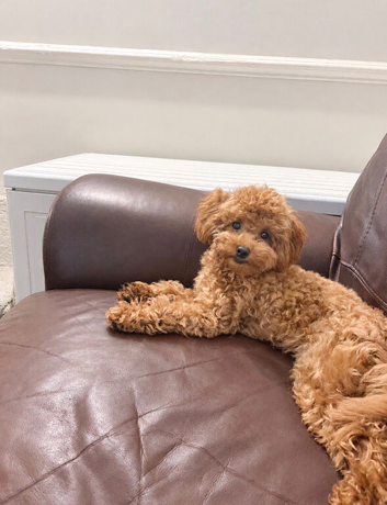 Stunning red Asian toy poodle