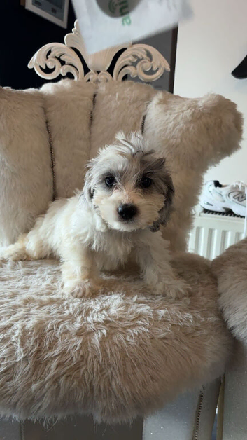 Stunning cockapoo puppies
