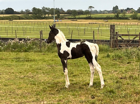 Elegant Yearling